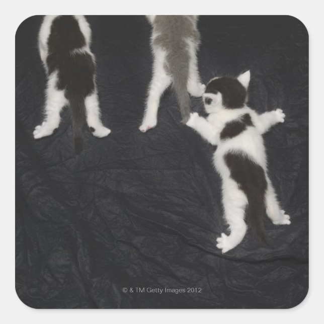 Husky Puppy Quadratischer Aufkleber (Vorderseite)