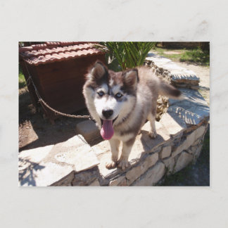 Husky Sam Postkarte