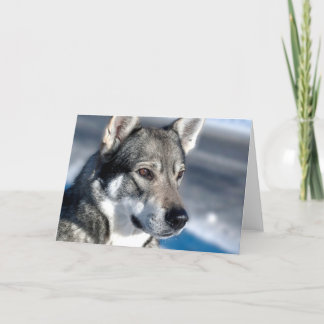 Husky-Schneekarte Karte