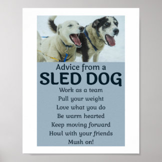 Husky Sledding Schlittenhunde Racing Alaskan Racer Poster