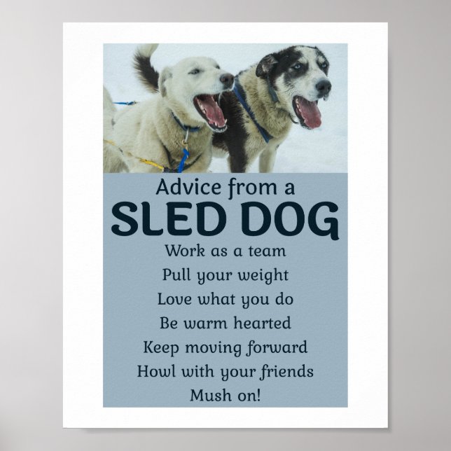 Husky Sledding Schlittenhunde Racing Alaskan Racer Poster (Vorne)