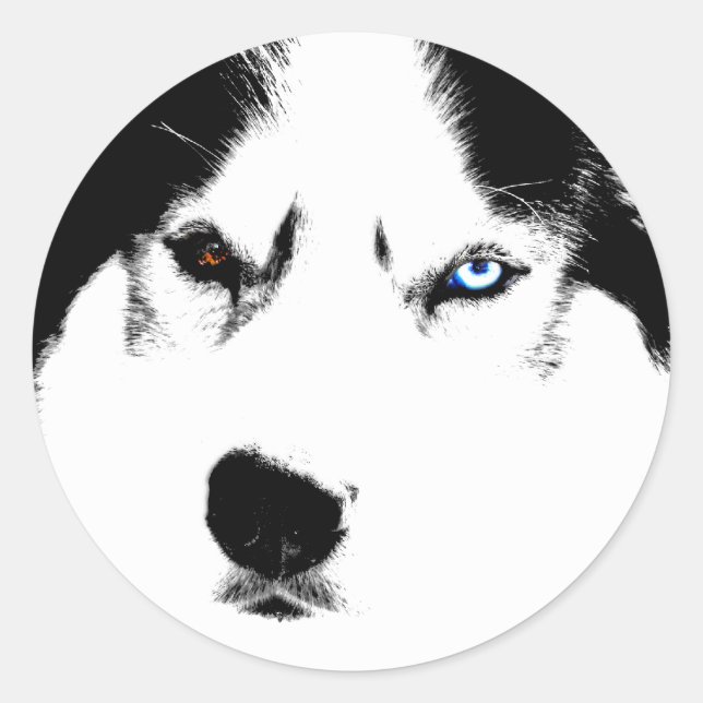 Husky Stickers Siberian Husky Malamute Stickers (Vorderseite)