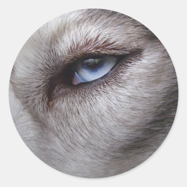 Husky Stickers Siberian Husky Malamute Stickers (Vorderseite)