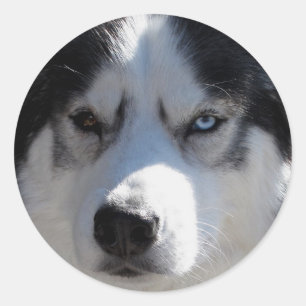 Husky Stickers Siberian Husky Malamute Stickers