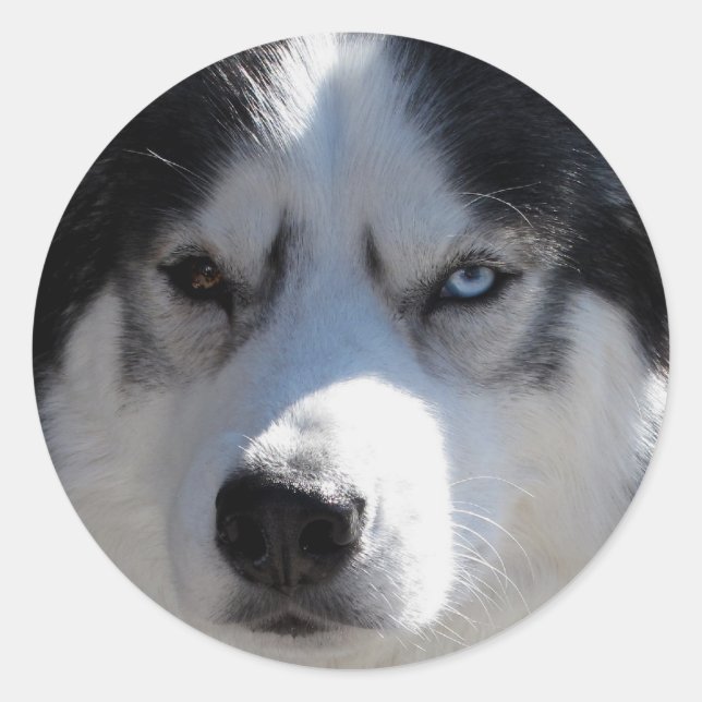 Husky Stickers Siberian Husky Malamute Stickers (Vorderseite)