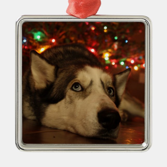 Husky-Verzierung Ornament Aus Metall (Vorne)