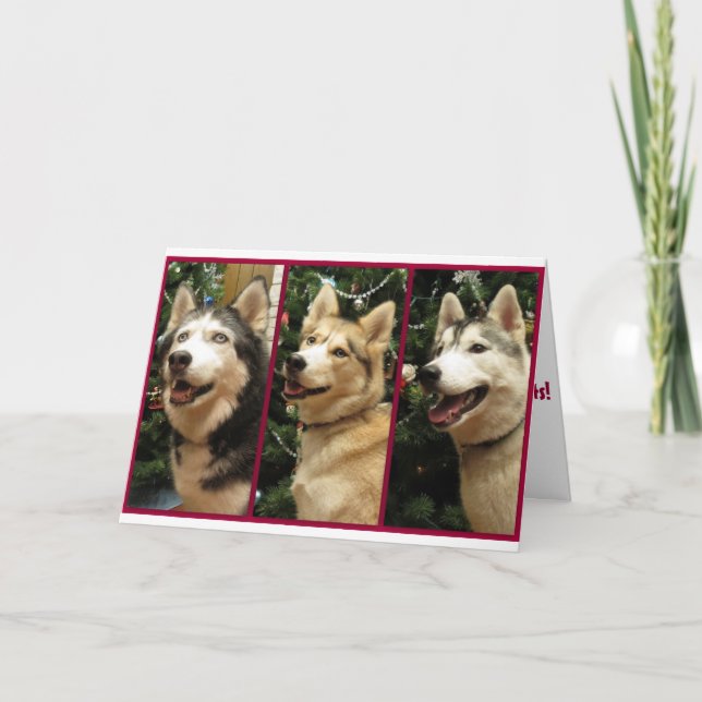 Husky-Weihnachtsfeiertags-Karte Feiertagskarte (Vorderseite)