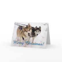 Husky-Weihnachtskarte