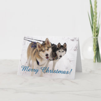 Husky-Weihnachtskarte Feiertagskarte
