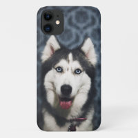 Husky Welpe Pop mit dunklem Background