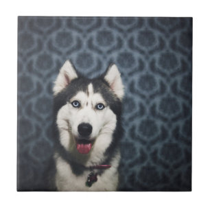 Husky Welpe Pop mit dunklem Background Fliese