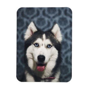 Husky Welpe Pop mit dunklem Background Magnet