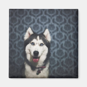 Husky Welpe Pop mit dunklem Background Magnet