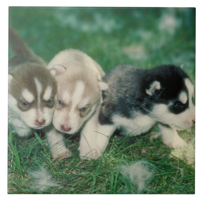 Husky-Welpen-Fliese Fliese (Vorderseite)
