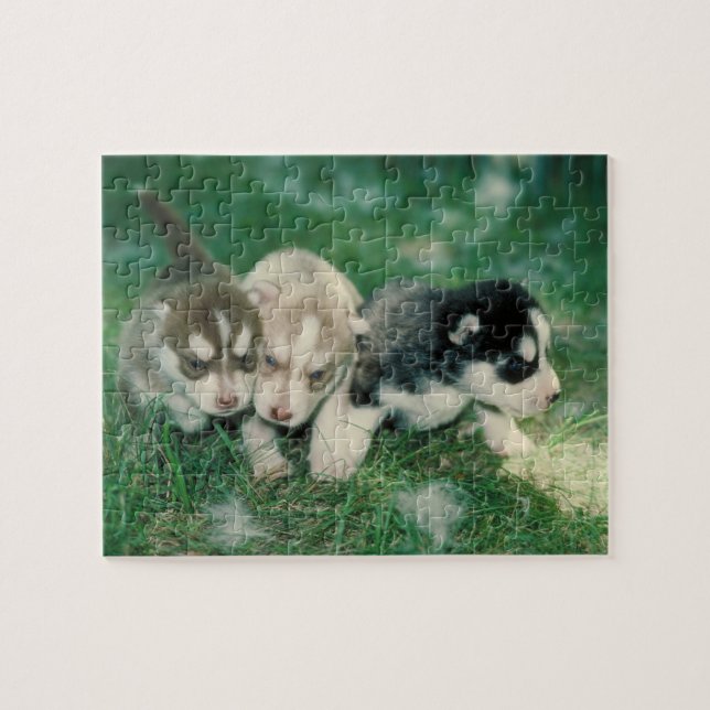 Husky-Welpen-Hundepuzzlespiel Puzzle (Horizontal)