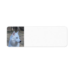 Huskyweiß