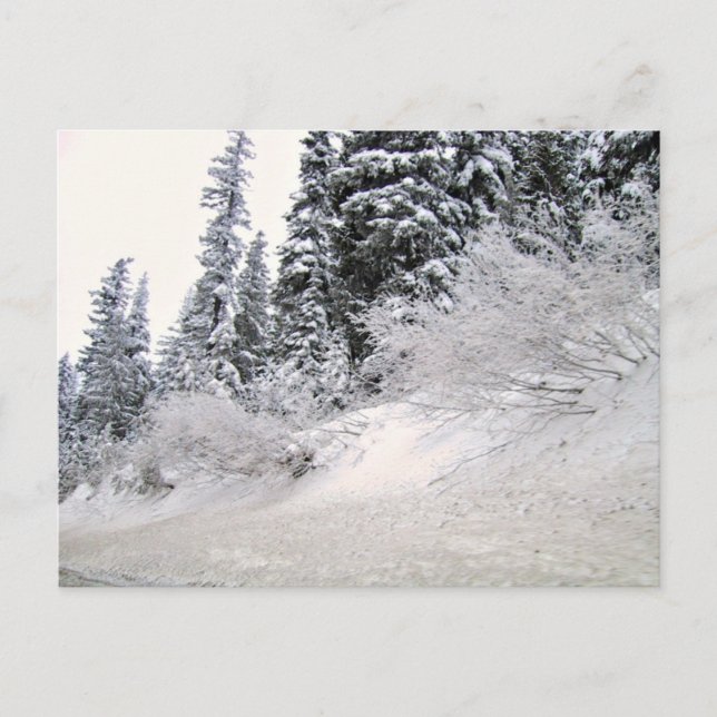 Hütte mit schneebedeckten Kiefern Postkarte (Vorderseite)