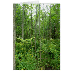 "Hütten-Land-" Foto