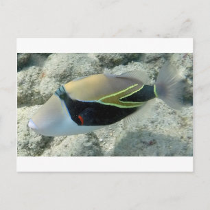 Huymuhumunukunukuapua'a Hawaii Staat Fisch Postkarte