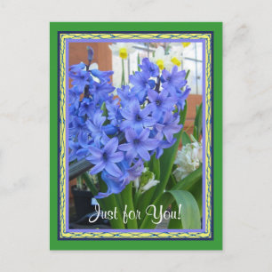 Hyacinth Blau Postkarte