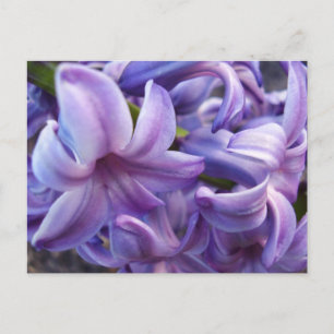 Hyacinth Blume Postkarte