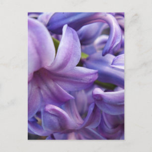 Hyacinth Blume Postkarte