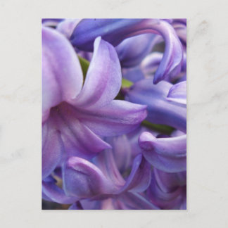 Hyacinth Blume Postkarte