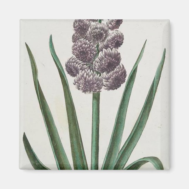 Hyacinth Blume (von Johann Michael Seligmann) Magnet (Vorne)