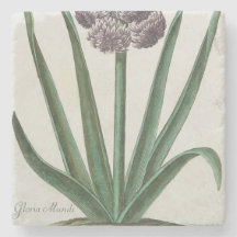 Hyacinth Blume (von Johann Michael Seligmann)