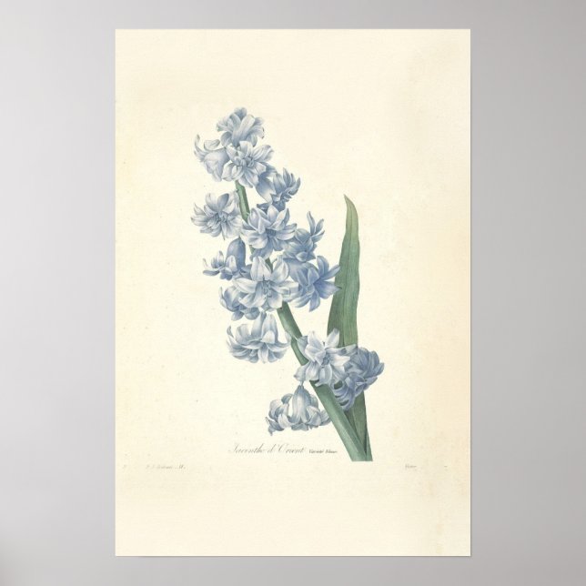Hyacinth Canvas Print Poster (Vorne)