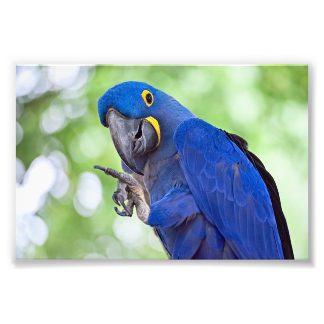 Hyacinth Macaw Bird Fotodruck (Vorne)