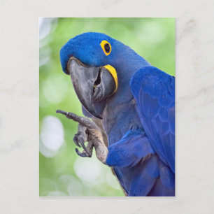 Hyacinth Macaw Bird Postkarte