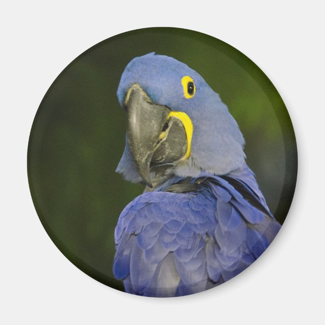 Hyacinth Macaw Magnet (Vorne)