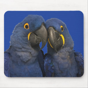 Hyacinth Macaw Parrot Bird Rare Blue Mousepad