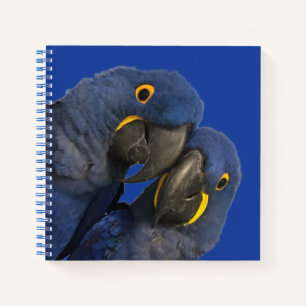 Hyacinth Macaw Parrot Bird Rare Blue Notizbuch