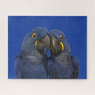 Hyacinth Macaw Parrot Bird Rare Blue Puzzle