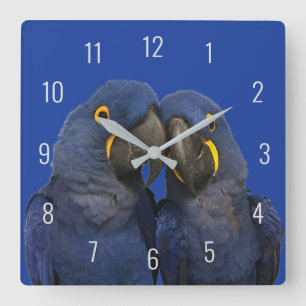 Hyacinth Macaw Parrot Bird Rare Blue Quadratische Wanduhr