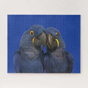 Hyacinth Macaw Parrot Bird Selten Puzzle