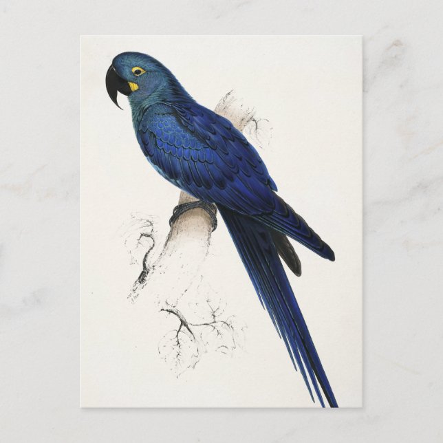 Hyacinth Macaw Postcard Postkarte (Vorderseite)