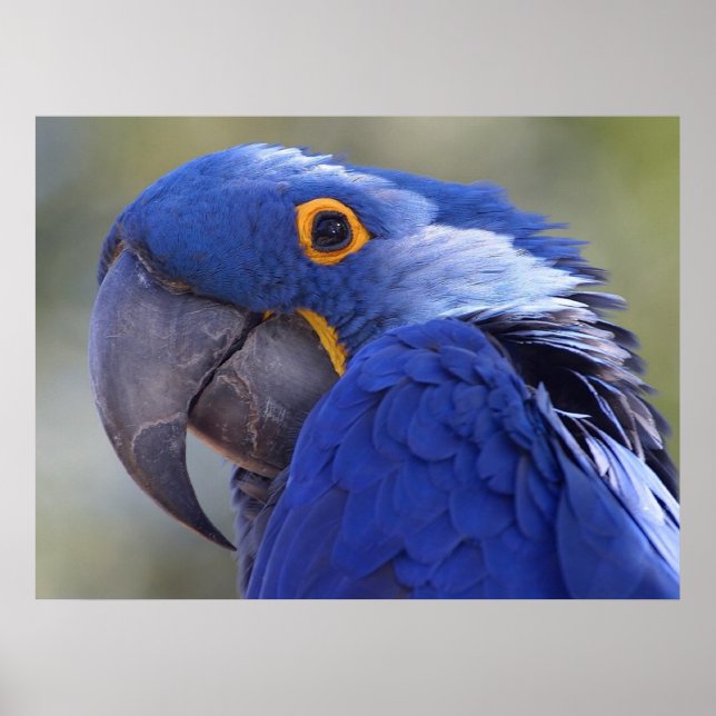 Hyacinth Macaw Poster (Vorne)