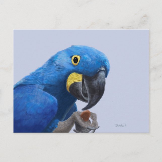 Hyacinth Macaw Postkarte (Vorderseite)
