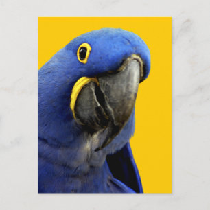Hyacinth Macaw Postkarte