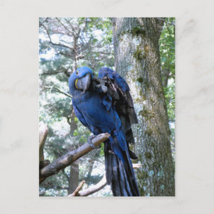 Hyacinth Macaw Postkarte