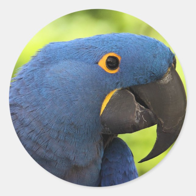 Hyacinth Macaw Runder Aufkleber (Vorderseite)