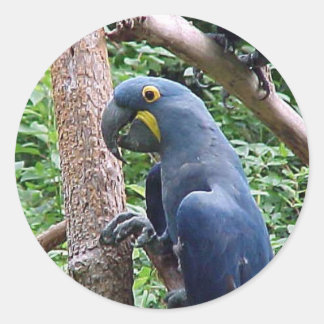 Hyacinth Macaw Runder Aufkleber