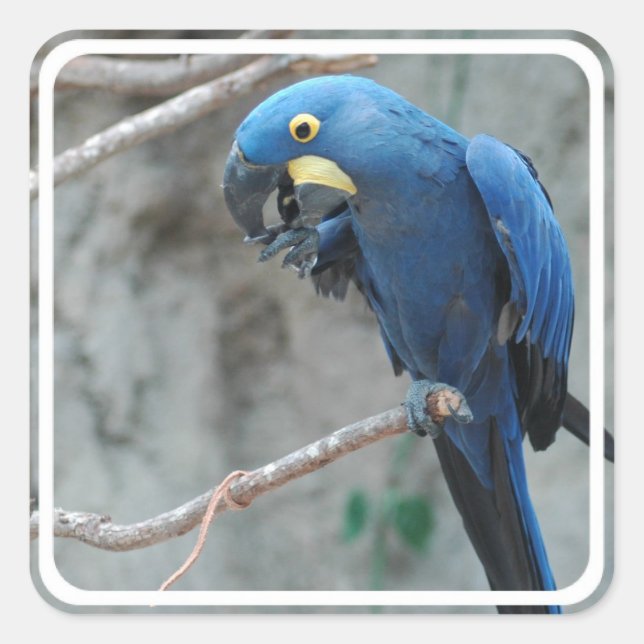 Hyacinth Macaw Stickers (Vorderseite)