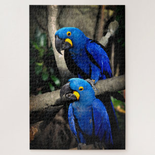 Hyacinth Macaws Anodorhynchus Puzzle