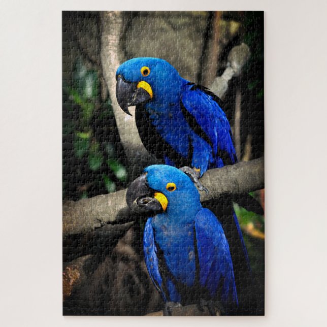 Hyacinth Macaws Anodorhynchus Puzzle (Vertikal)