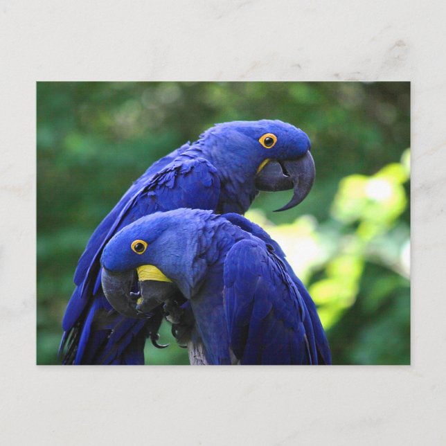 Hyacinth Macaws Postkarte (Vorderseite)