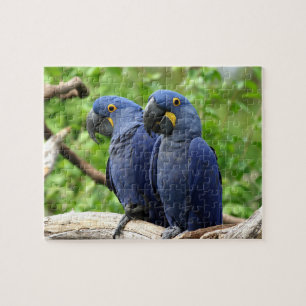 Hyacinth Macaws Puzzle